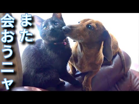 【子猫と仲良くなったワンコが泣いた日。】@taipi 【切り抜き】