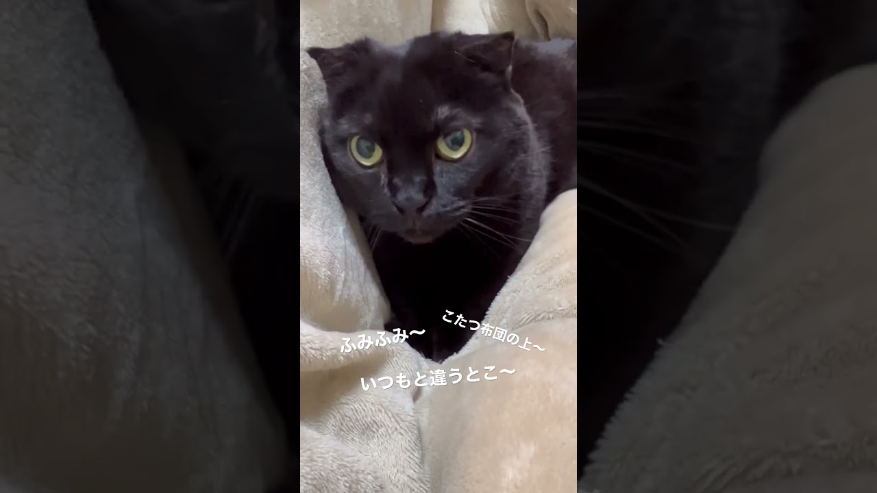 【黒猫マンチカン】ニーヨたん いつもと違うところで… #shorts #short #shortvideo #munchkin #blackcat #短足 #短足マンチカン #ふみふみ #こたつ
