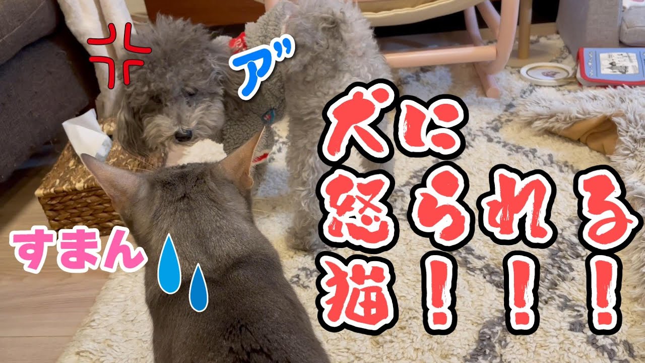 調子に乗りすぎた猫が犬に怒られた時の反応が面白すぎた♡