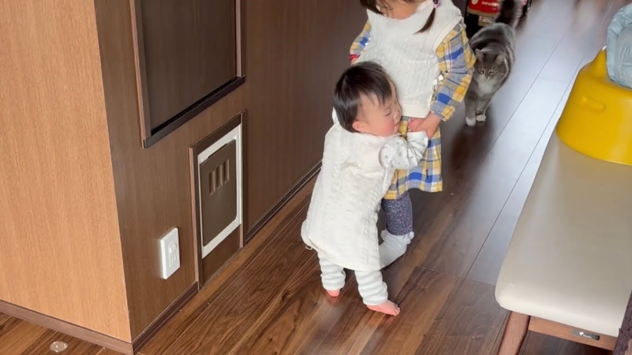 お姉ちゃんと一緒に歩く練習をする赤ちゃんを心配そうに見つめる猫　ノルウェージャンフォレストキャット　Cat staring at baby's gait training