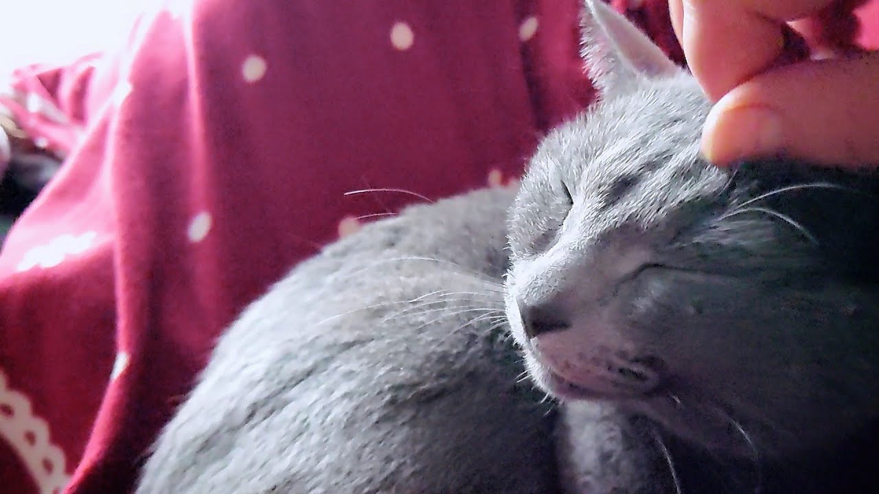 【猫動画】寝て食べて寝るロシアンブルー【russianbule】Russian blue that sleeps, eats and sleeps