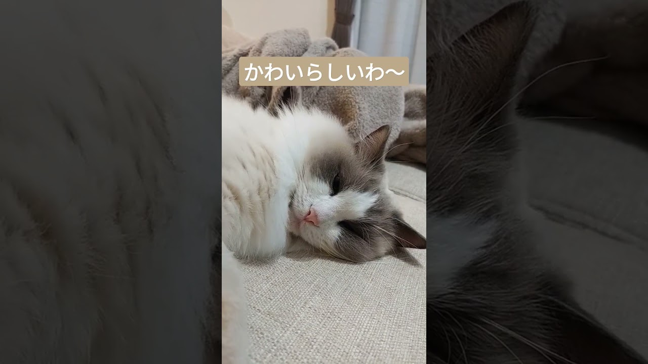 ラグドールがとてもかわいい件　#shorts