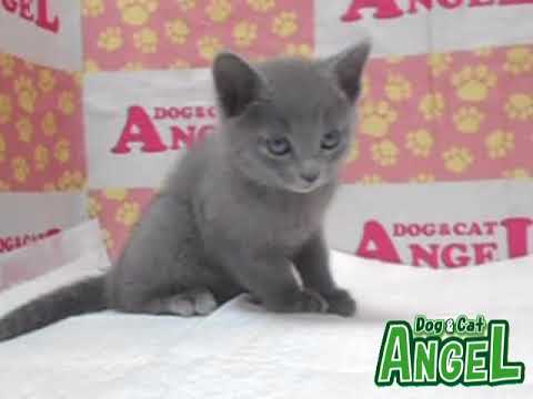ロシアンブルー 2301077 【ペットショップエンゼル　子犬・子猫販売】