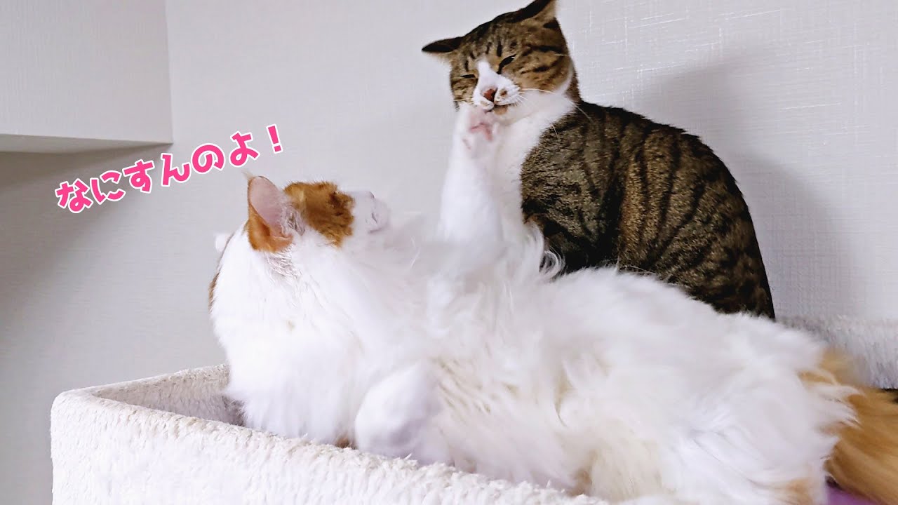 キジシロ猫がケツを叩かれメインクーンが襲われキジトラがまったりする日常