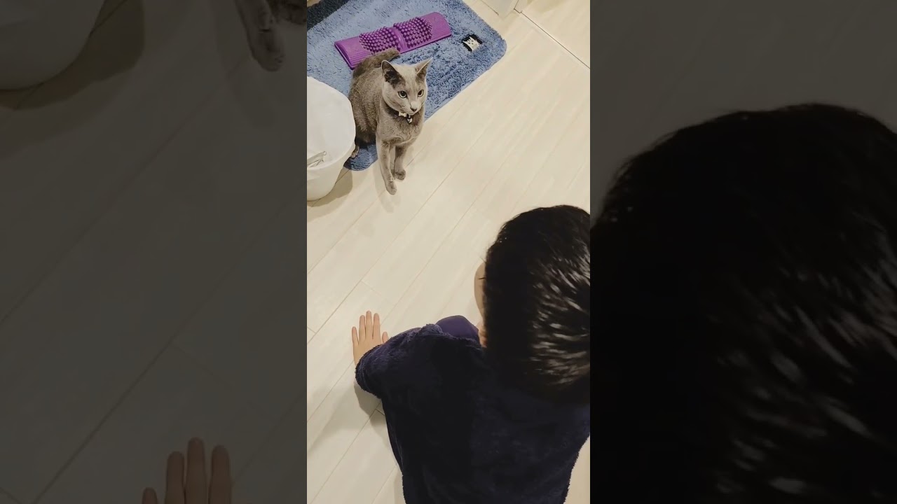 ‪👊🏻喧嘩するほど仲がいい #閃光のハサウェイ #猫 #ロシアンブルー