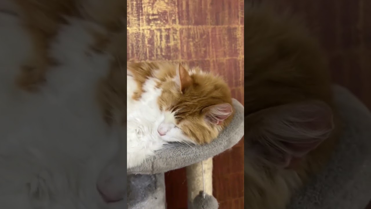 すぐ寝る猫#shorts 【マリー（メインクーン）】