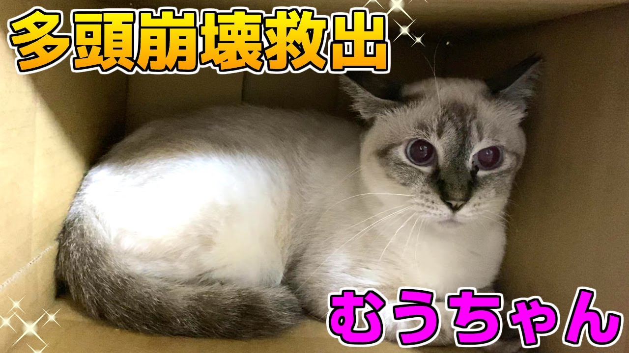 1年以上ケージから出てこないシャム猫を癒したい