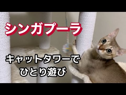 シンガプーラ　キャットタワーで遊んでいます