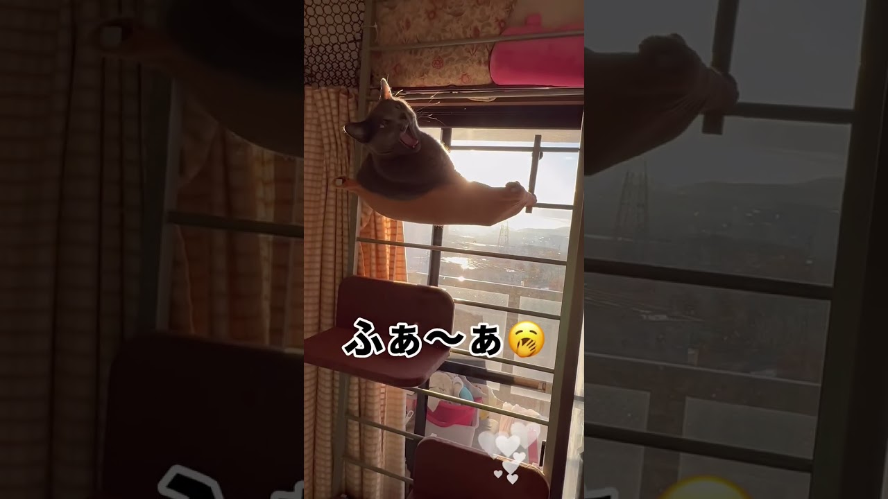 【ロシアンブルー】めろんキャットタワーから・・😅【猫】#shorts