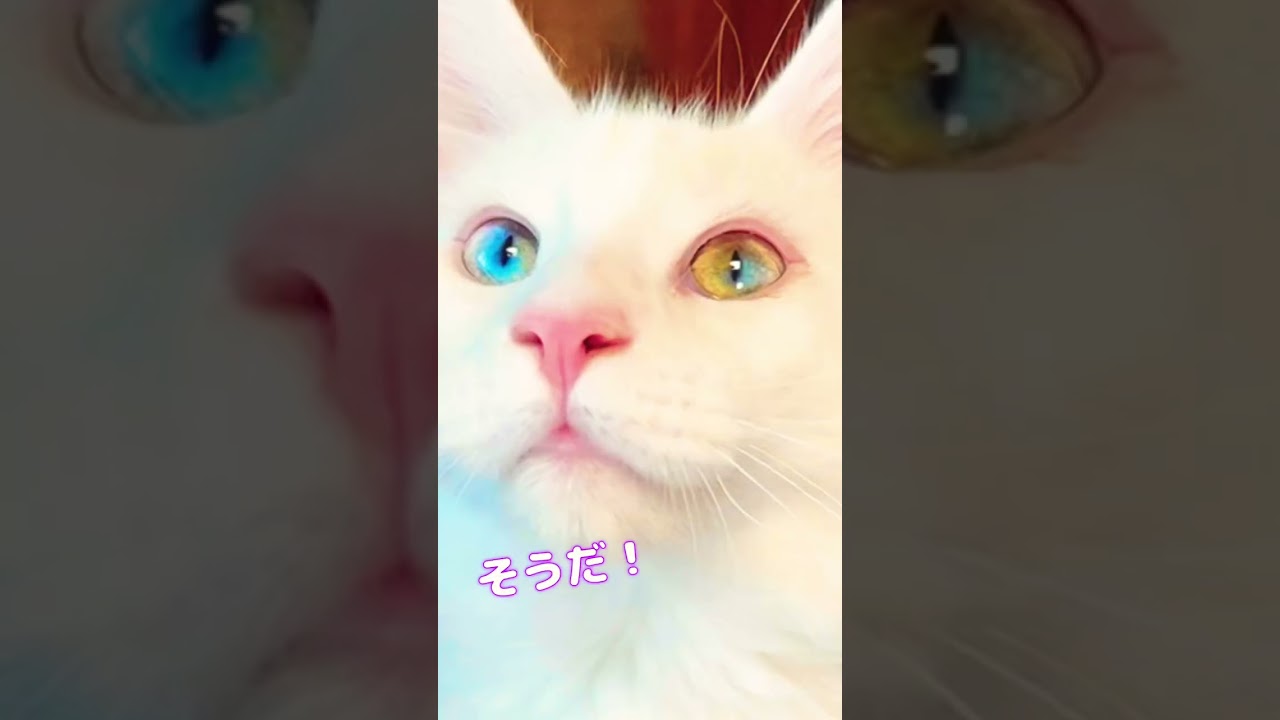 ダイクロイックアイメインクーンのねこちゃん