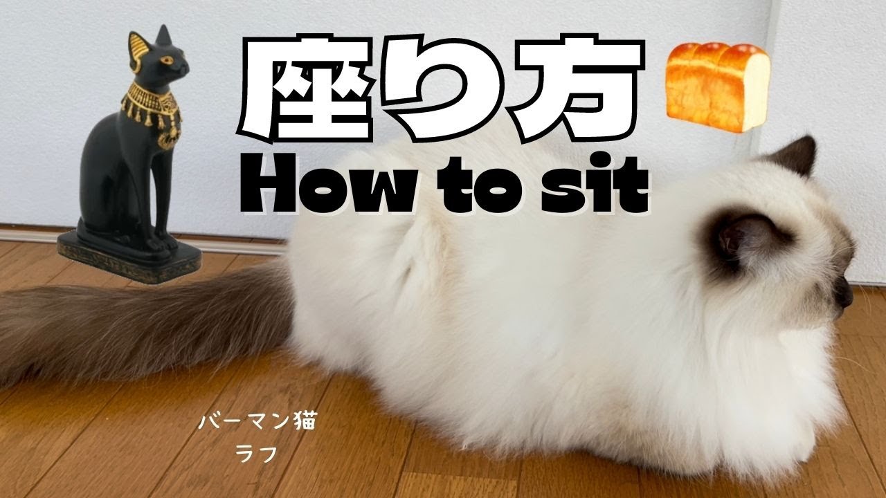 バーマン猫ラフとミカ【座り方】How to sit（バーマン猫）Birman/Cat