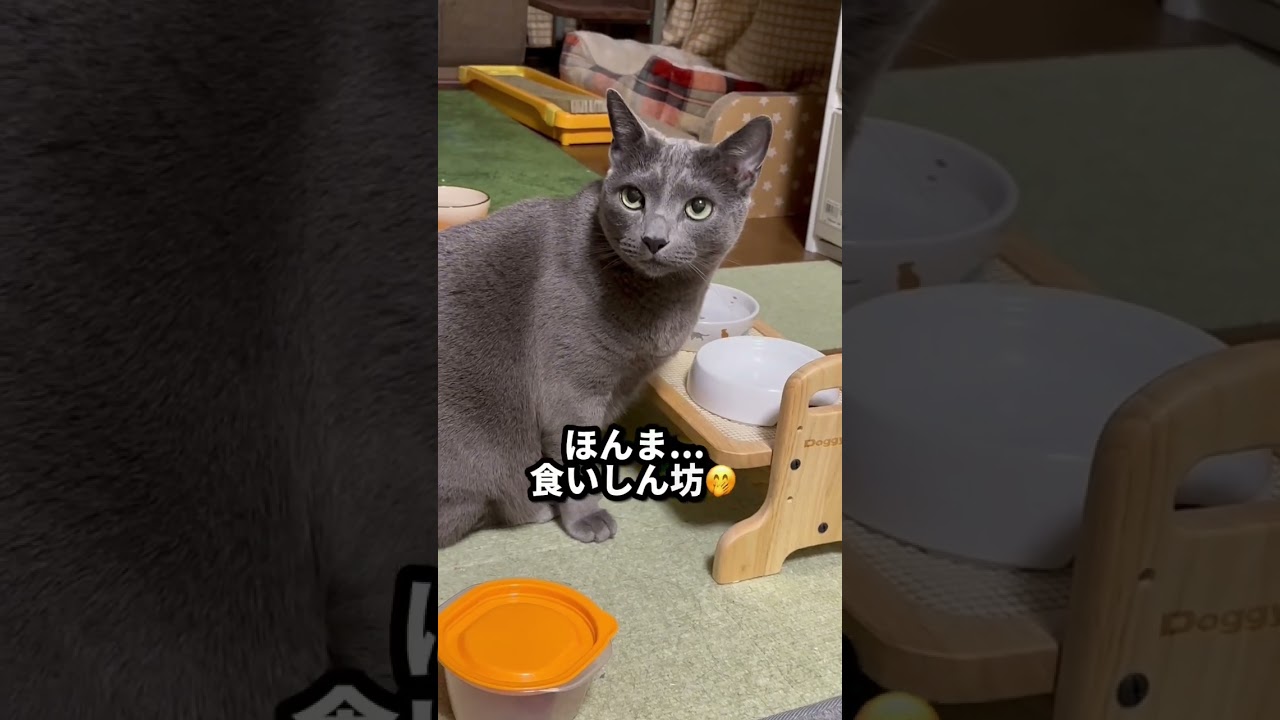 【ロシアンブルー】めろん、今日もう元気に過ごせました🙏😊【猫】#shorts