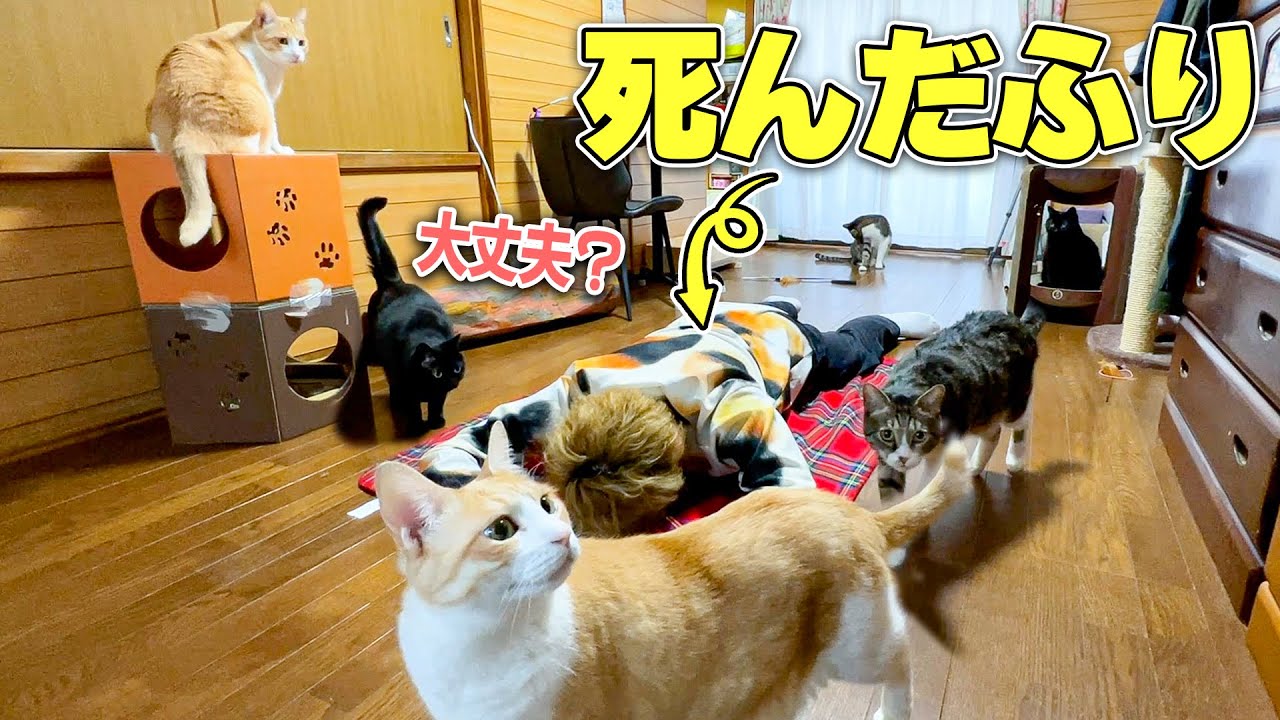 たくさん猫がいる中でいきなり人間が倒れてしまったら猫たちはどんな反応するの？？？？