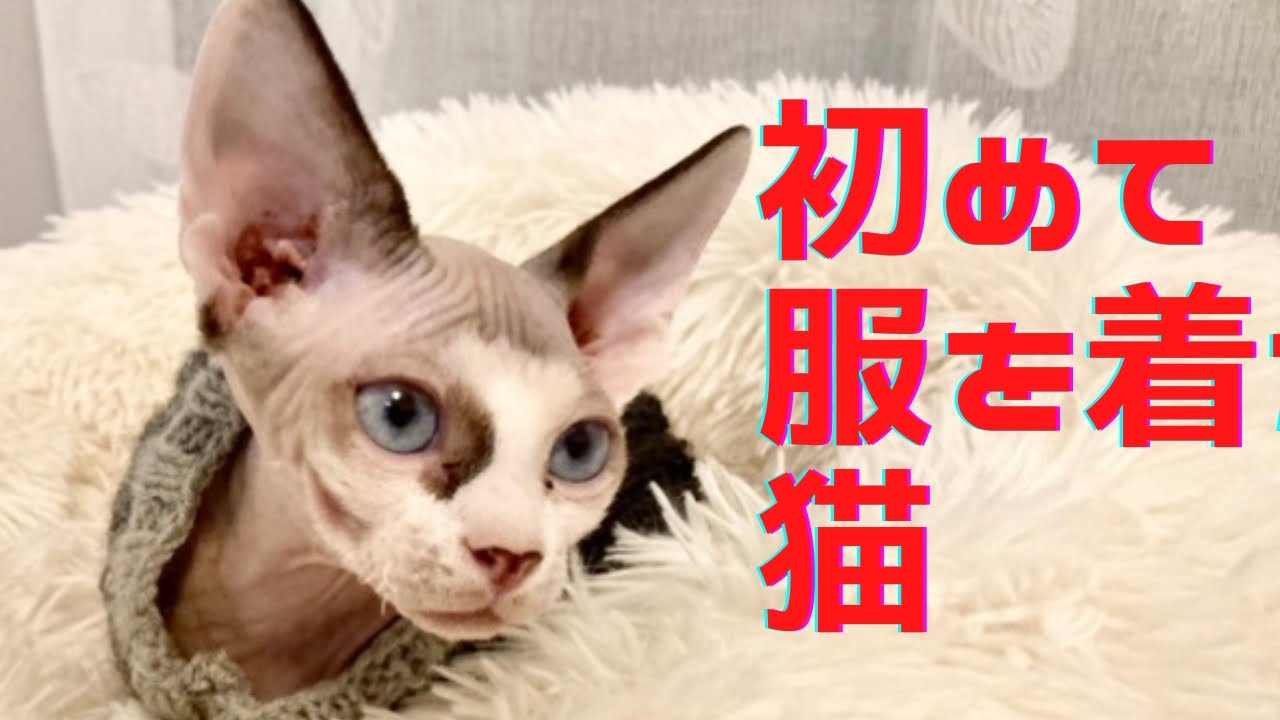 19:初めて服を着たスフィンクス猫　The Sphynx cat that wears clothes first time