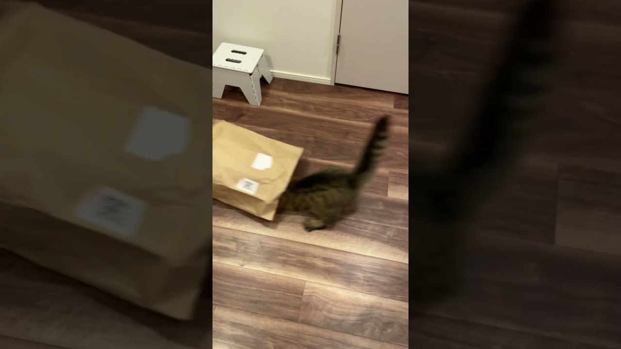 玉遊びのクセが強いアメリカンカール🤣