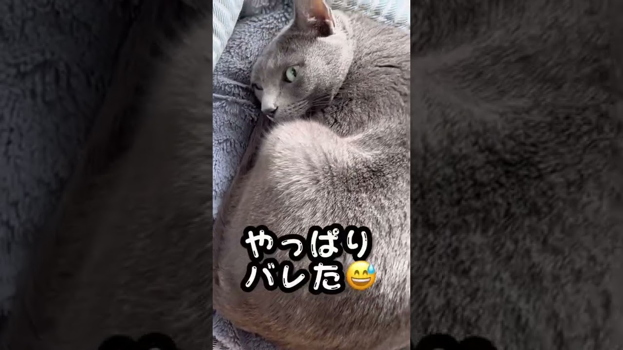 【ロシアンブルー】めろん、お昼寝中です。覗きに行くと😅【猫】#shorts