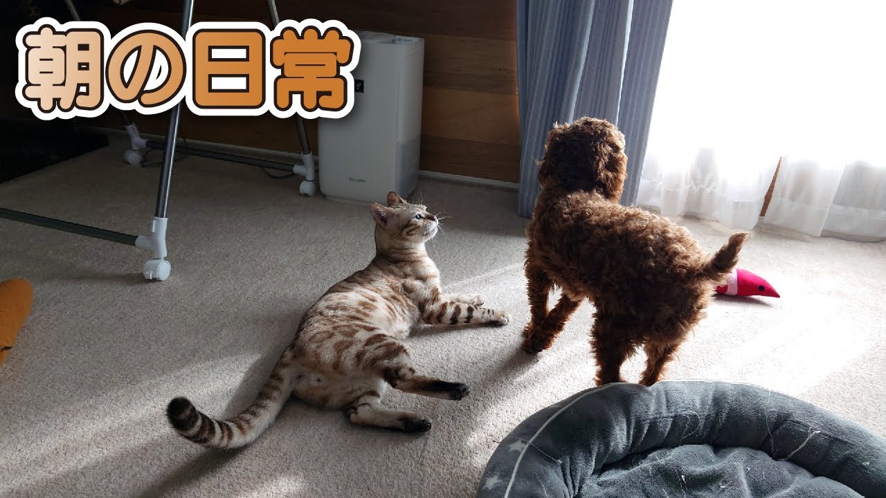 ベンガル猫＆トイプードルと過ごす朝の日常 -Morning daily life with Bengal cat & Toy poodle-