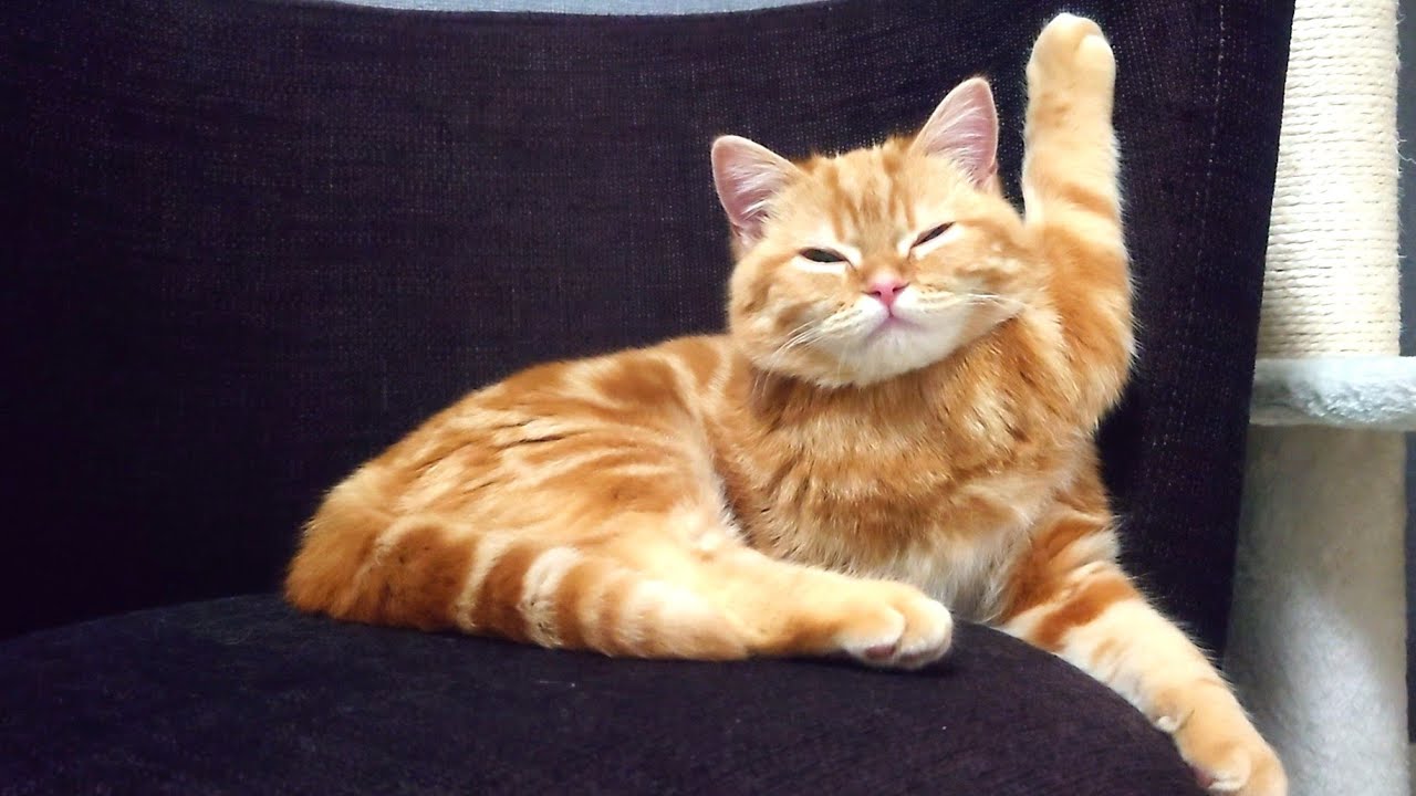 スフィンクスのような寝方をする子猫が素敵すぎた…笑