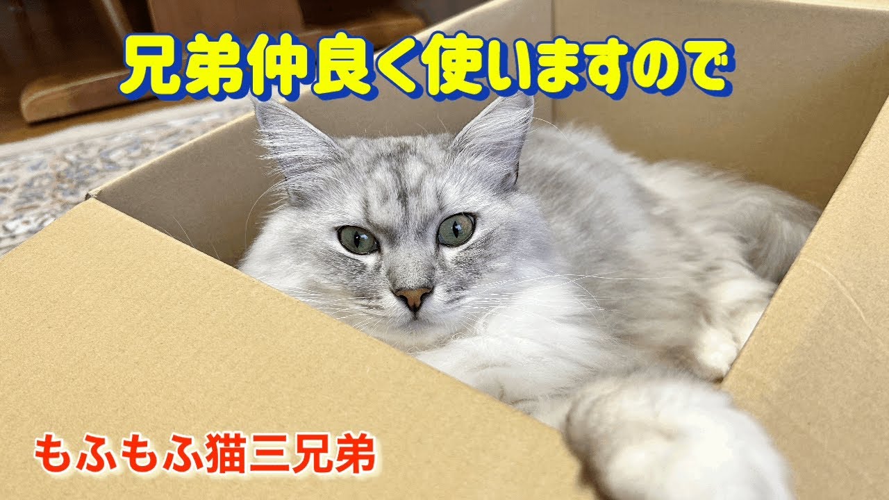 届いたフードのダンボールで遊びたいラガマフィン！仲良く譲り合う優しい三兄弟達です。