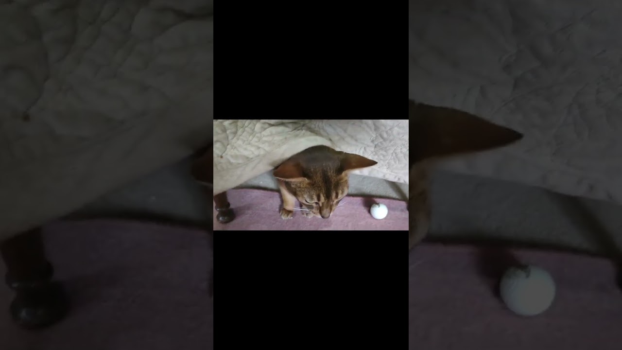 ネコ動画あび#407　#shorts　あびの毎日　アビシニアン　あび