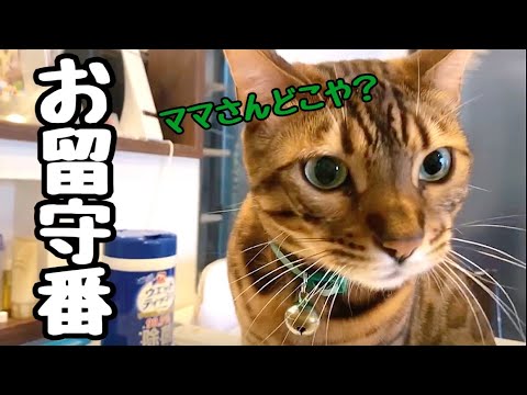 実家の父に猫達とお留守番をお願いしたら大ブーイングでした