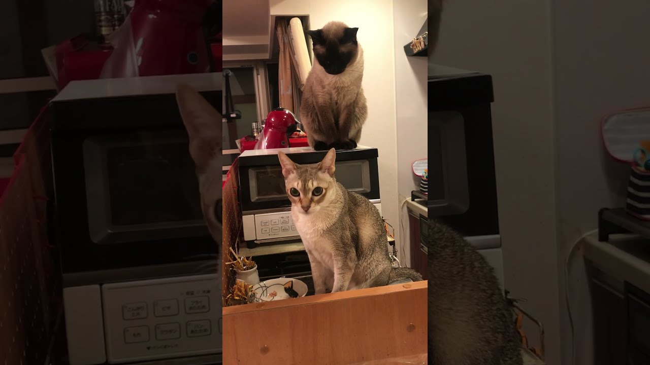 2段でご飯アピールしているシンガプーラとたぬき猫なのにゃ♪