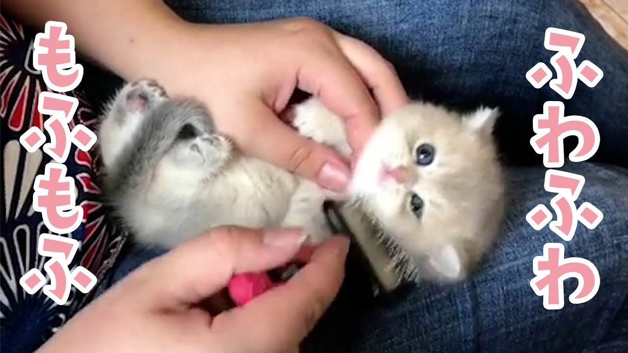 【モフモフの作り方♪】されるがままの子猫ちゃん｜PECO