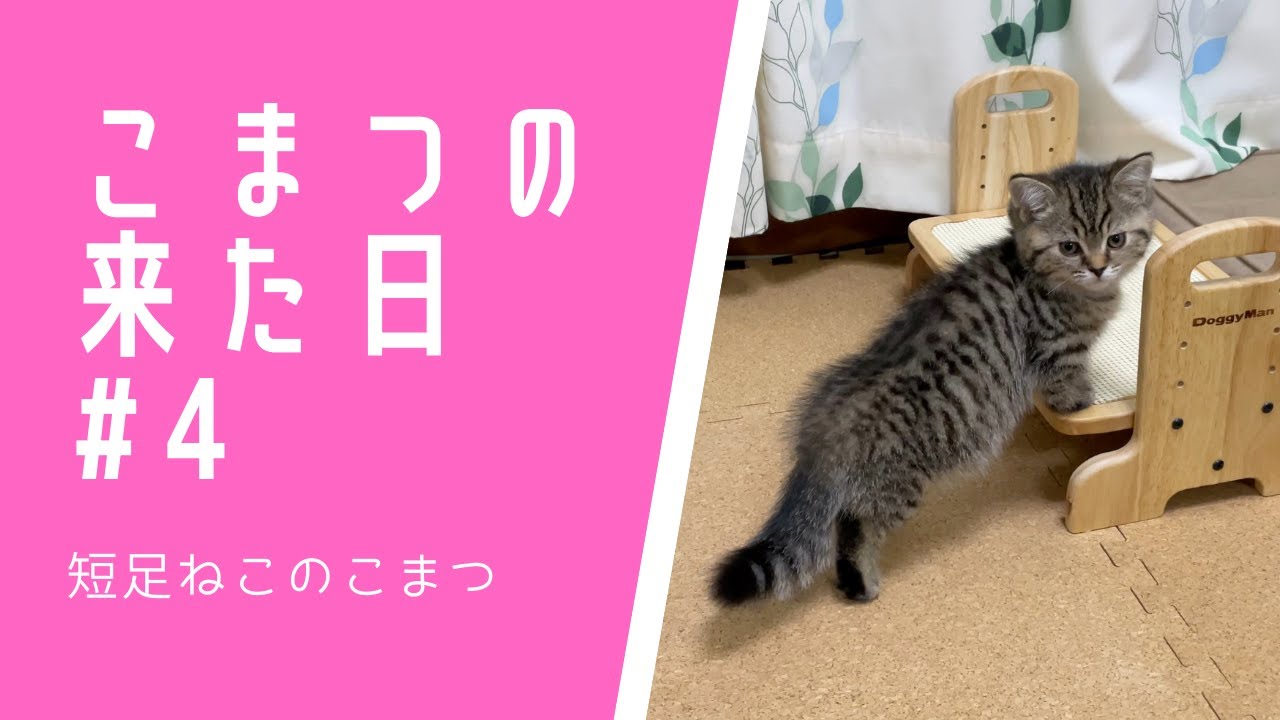 【こまつの来た日#4】おうちに来てすぐに探索開始 #Shorts