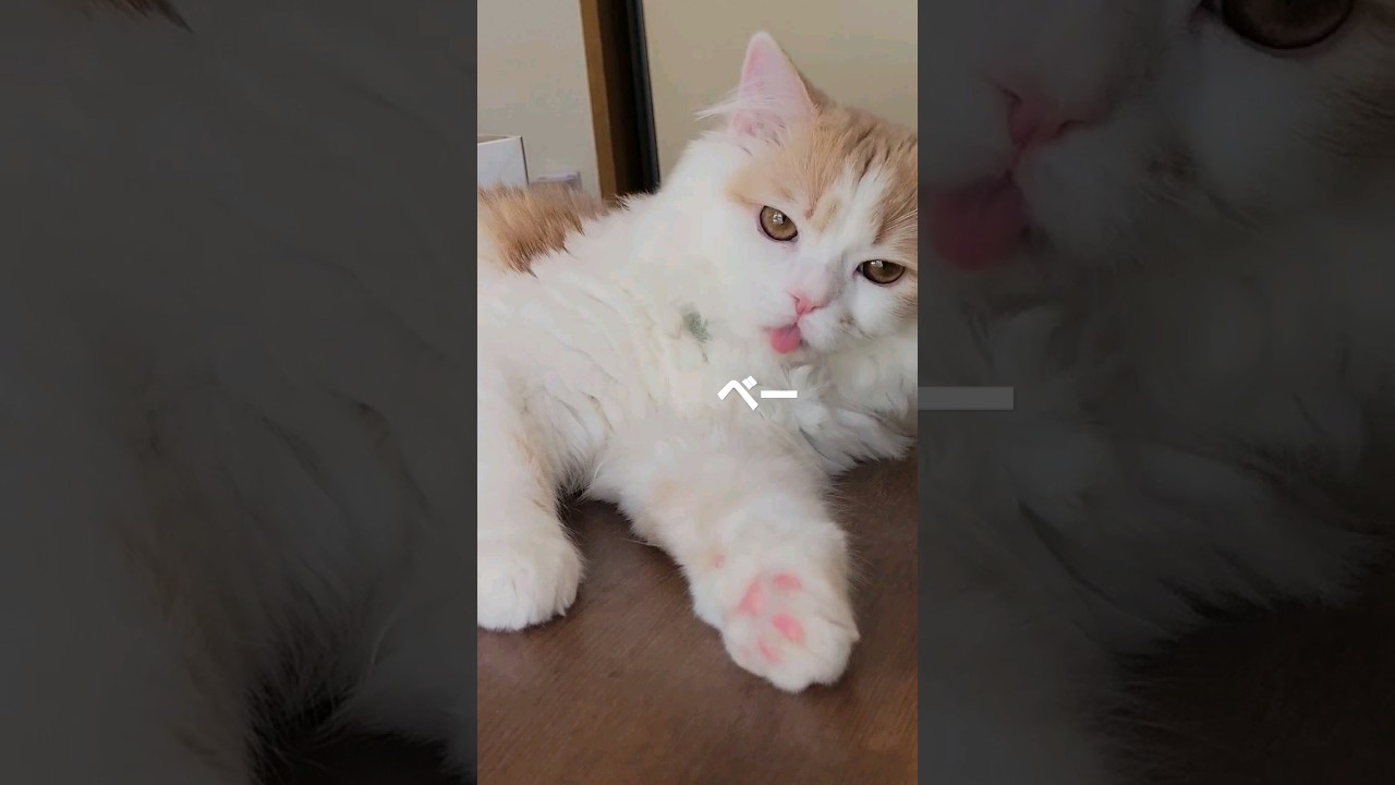 【子猫】どんにゃ猫が好き？#ラガマフィン #猫動画 #cat #shorts