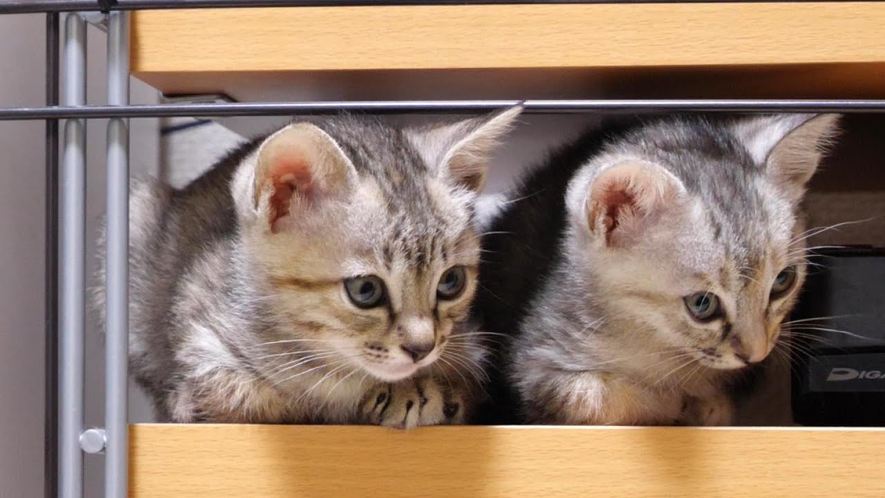 狭い所にが落ち着く子猫たち【赤ちゃん猫　保護猫】