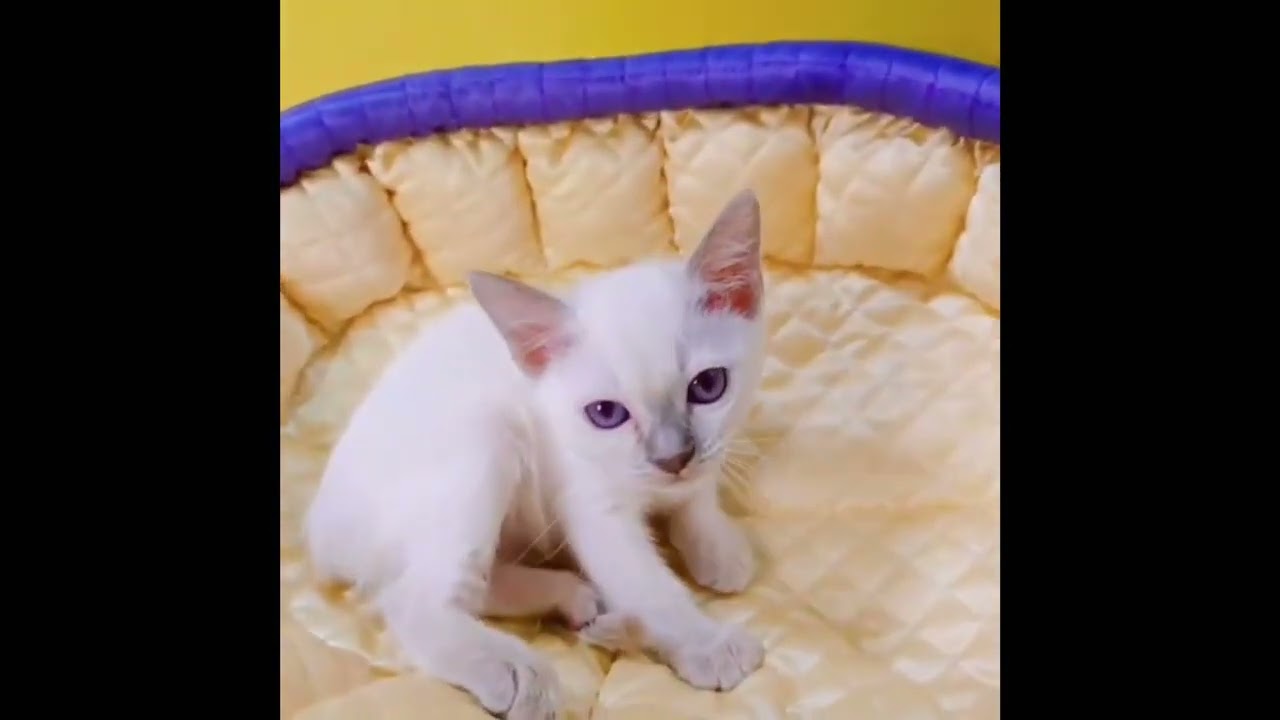 トンキニーズ プラチナ(ライラック)ポイントの女の子♡