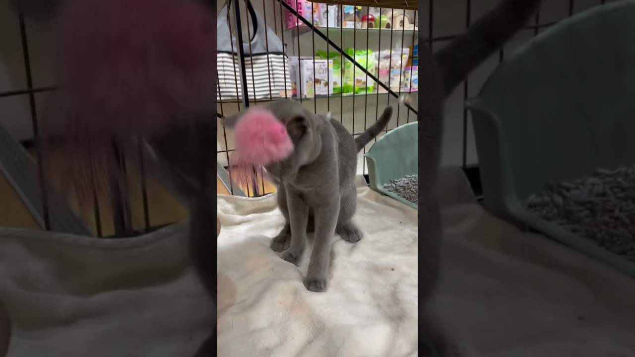 本日から店頭デビューしたロシアンブルーちゃん🐱　中野店