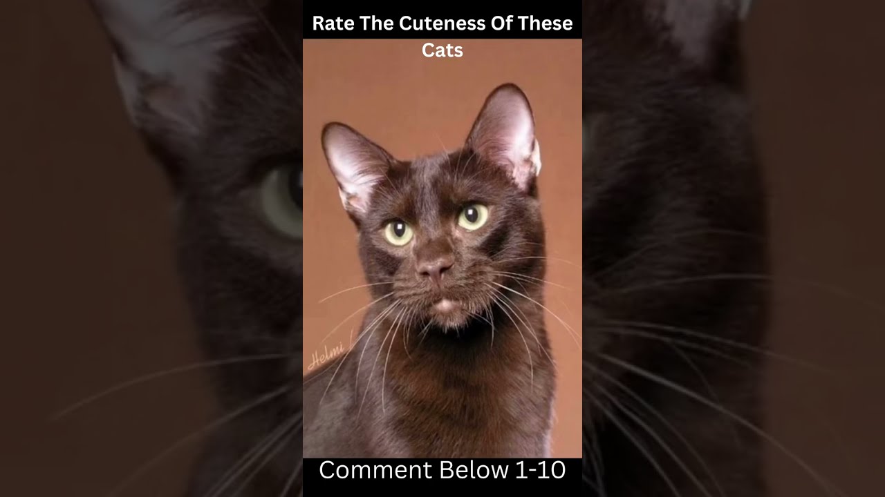 Rare Brown Cats #shorts