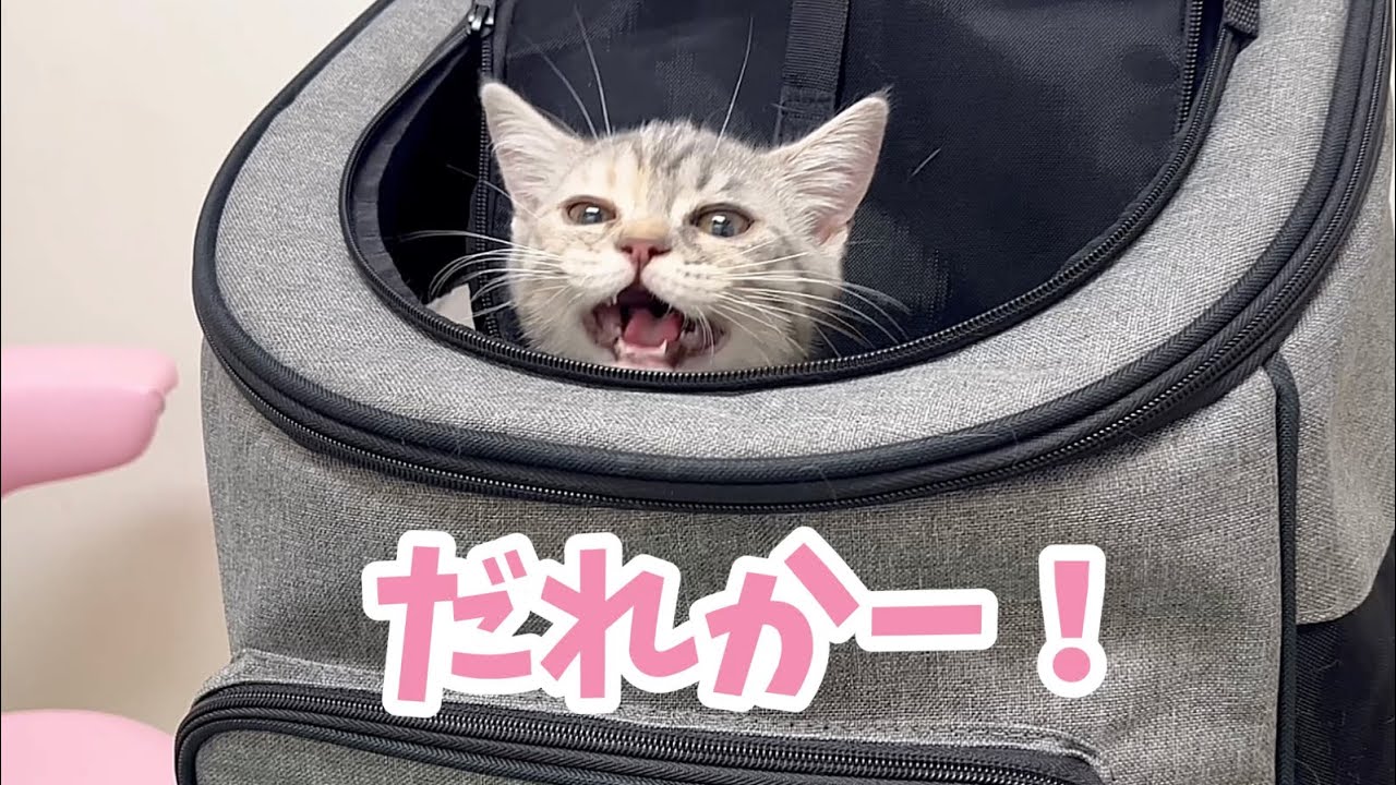 子猫のぎんちゃん初めてのワクチン注射してきました💉【子猫の鳴き声】