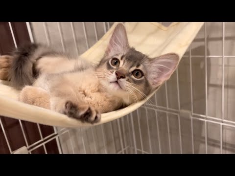 僕もう眠い…許して❣️【ソマリ】
