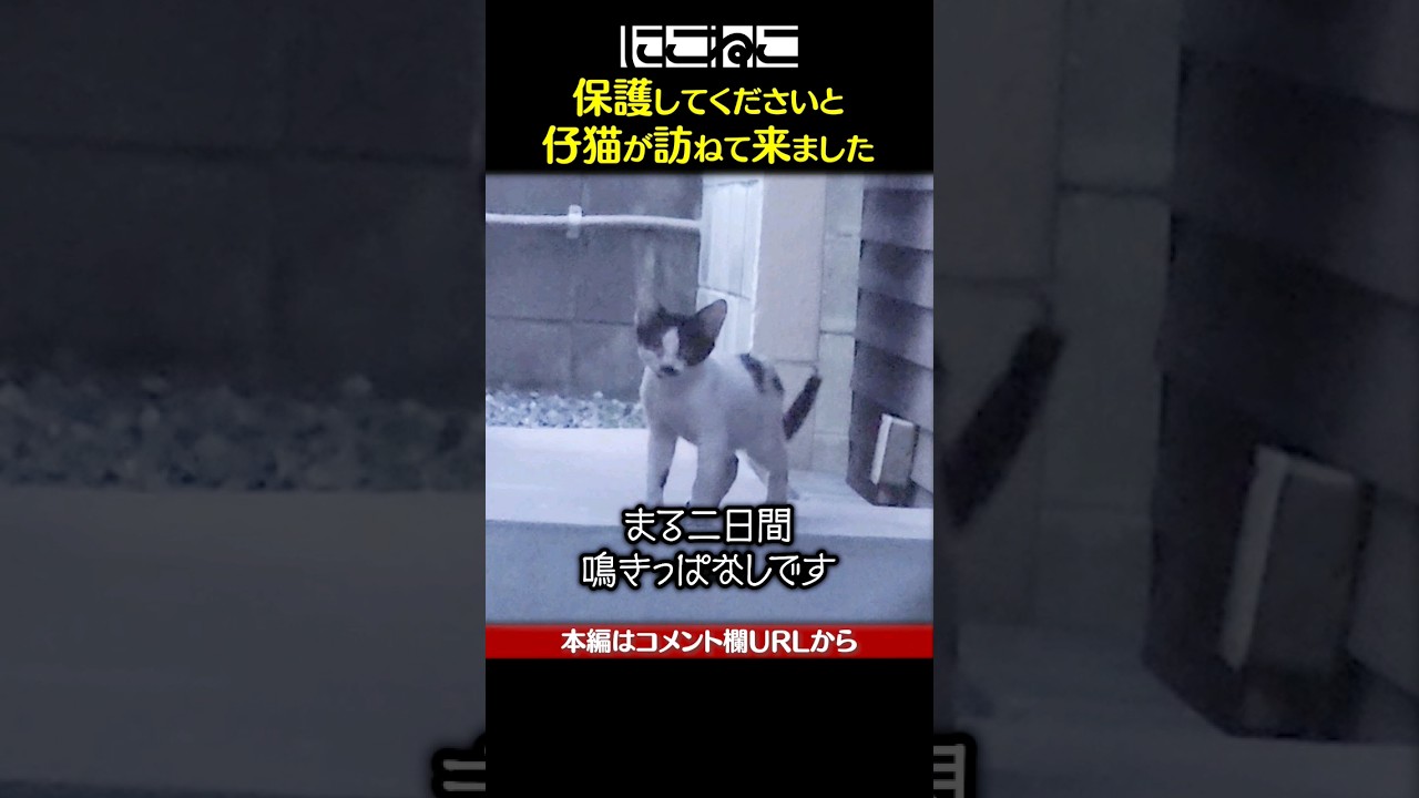 自ら助けを求めた子猫 #Shorts