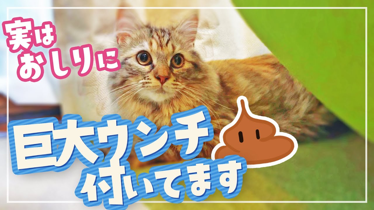 お尻に特大うんちを付けて部屋中を走り回ったテロリスト猫がコチラです【サイベリアン】