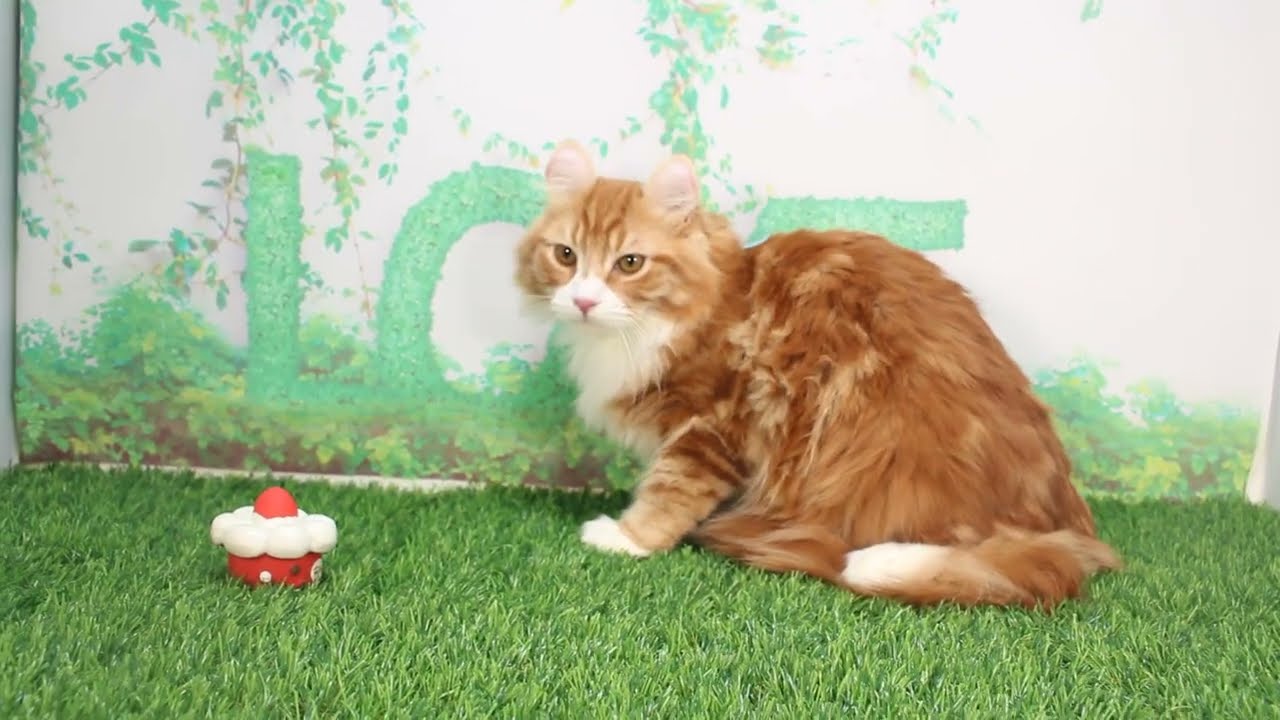 Coo&RIKU　No619647　アメリカンカール