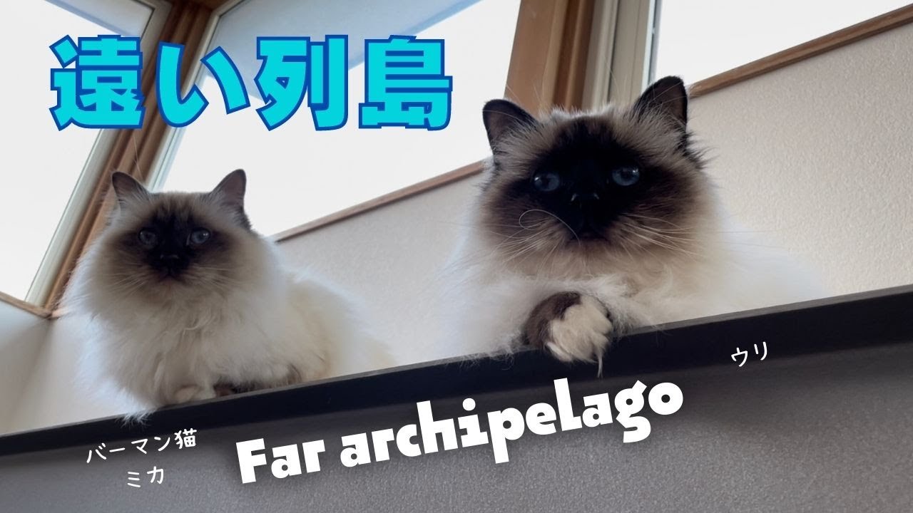 バーマン猫ウリはどこに行ったか？【遠い列島】Far archipelago（バーマン猫）Birman/Cat