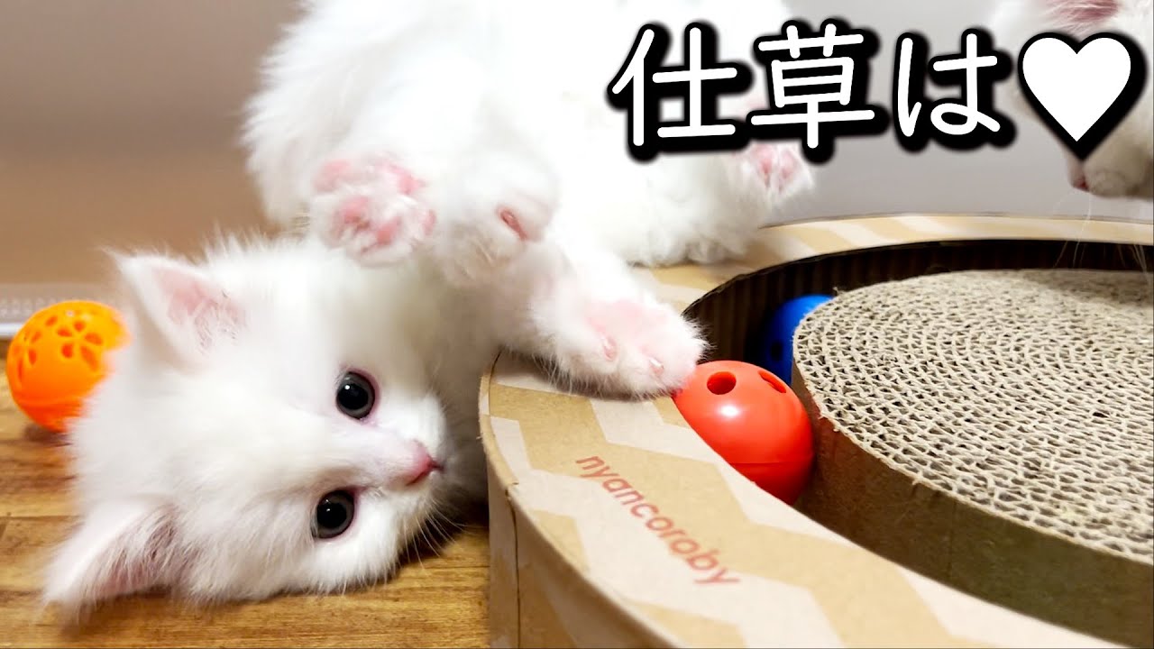 【マンチカンの子猫】子猫に指を嚙まれるが、仕草が可愛くて許してしまう件 ∼猫のいる生活Vol.621∼ 出産動画 マンチカン短足・ミヌエット・ペルシャ猫専門ブリーダー『ペット蔵人』【子猫の成長記録】