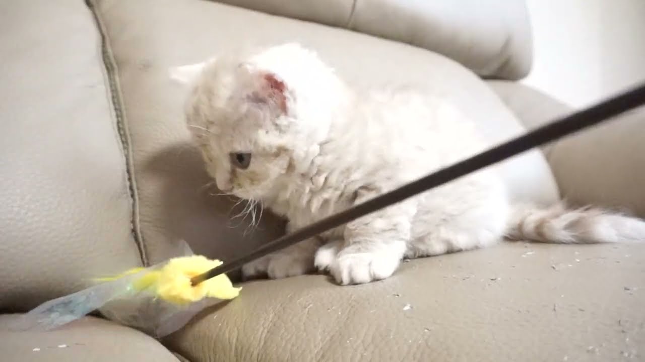 セルカークレックス子猫　2023.1.5産まれ 　クリーム　男の子　シーダキャット猫のお店　Selkirk Rex