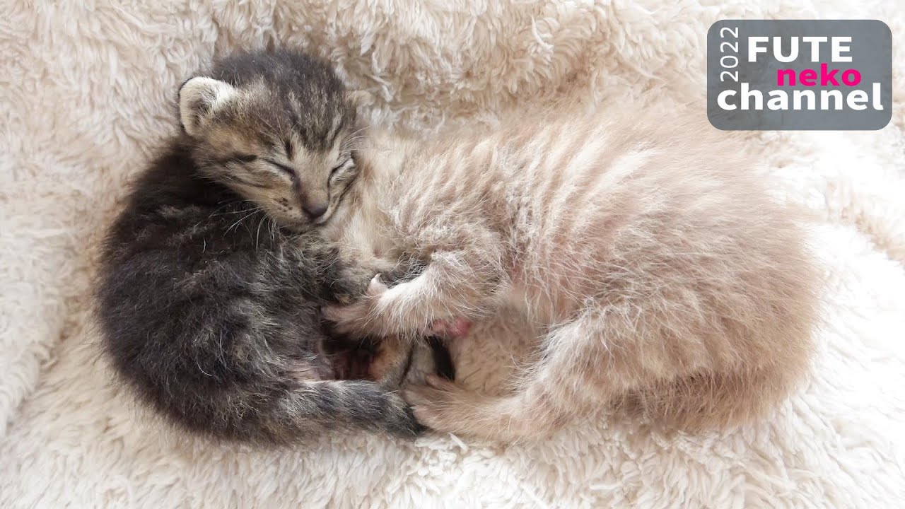 ギュッと抱きしめ合う子猫が可愛すぎた【保護子猫】