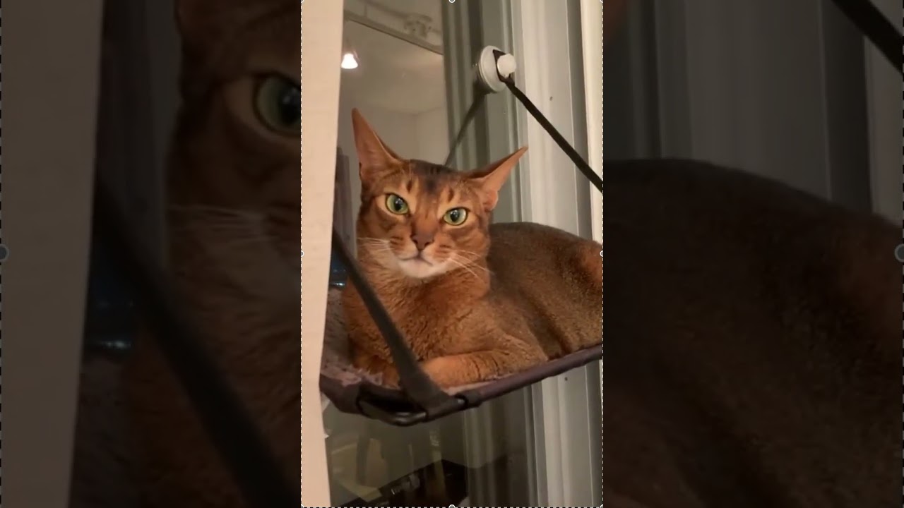 アビシニアン猫とウインドウベッド。Abyssinian cat " HELLO ITS ME "