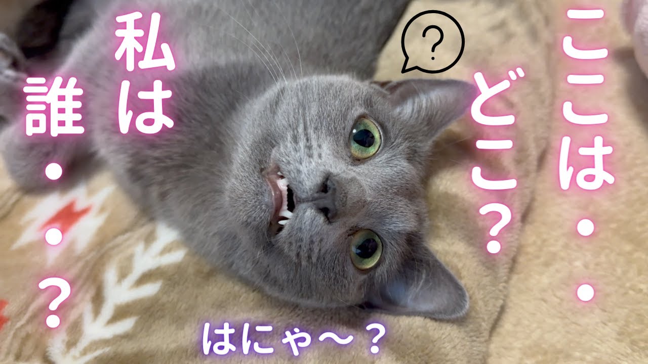 寝ぼけて記憶が曖昧になる猫（ロシアンブルー）