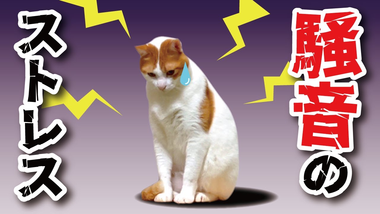 猫のストレス対策のために防音室を作りました【関西弁でしゃべる猫】