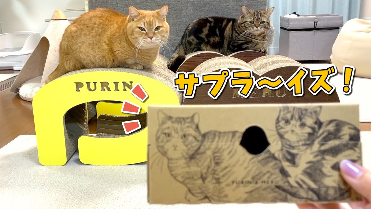 サプライズプレゼントが届いた猫の反応が可愛すぎました！