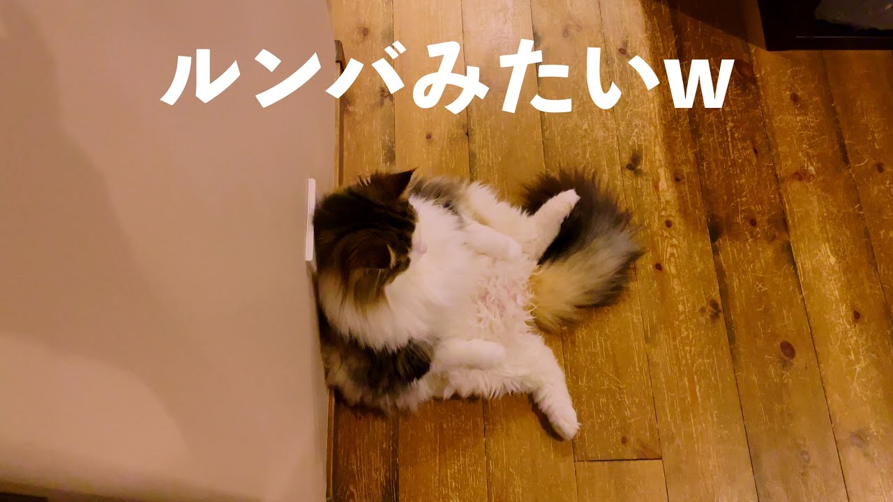 ノエル充電してるの？w［ノルウェージャンフォレストキャットNorwegian Forest Cat］