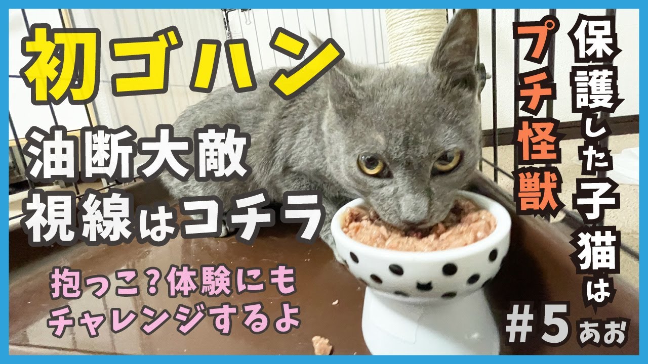 5 屋根上にいた迷い子猫のアオくん、保護翌日の初ご飯＆抱っこ？体験がこちら...【あお・迷い子猫はプチ怪獣】