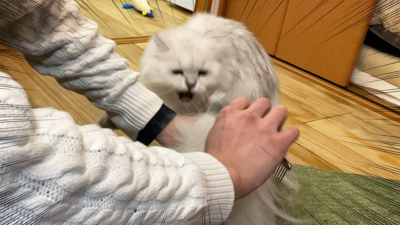 しっぽのブラッシングという名の死闘【ペルシャ猫】