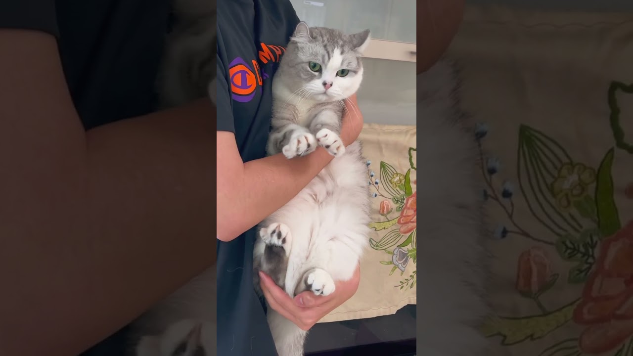 嫌いな次男の抱っこを頑張って耐える兄猫#shotrs